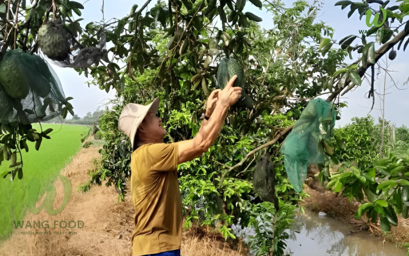 trà mãng cầu xiêm khô giá bao nhiêu