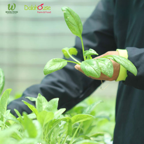 Bột Cải Bó Xôi Sấy Lạnh Hữu Cơ - 60G/120G 19 bột cải bó xôi hữu cơ