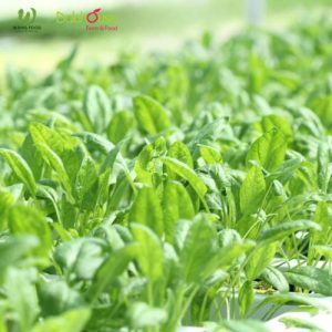 Bột Cải Bó Xôi Sấy Lạnh Hữu Cơ - 60G/120G 26 bột bó xôi