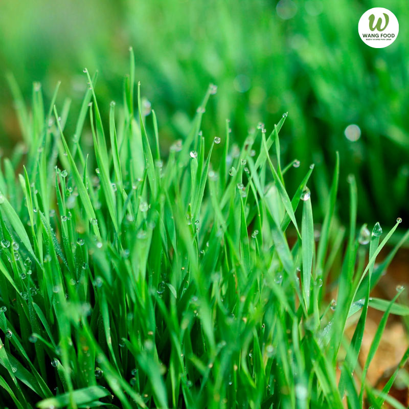 bột cỏ lúa mì sấy lạnh