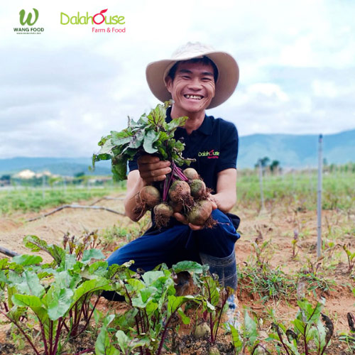 Bột Củ Dền Sấy Lạnh Hữu Cơ - 60G/120G 19 bột củ dền dalahouse