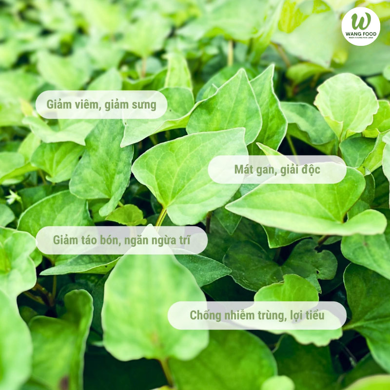 bột rau diếp cá
