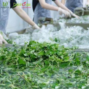 Bột Diếp Cá Sấy Lạnh Organic - 60G/120G 28 bột diếp cá uống