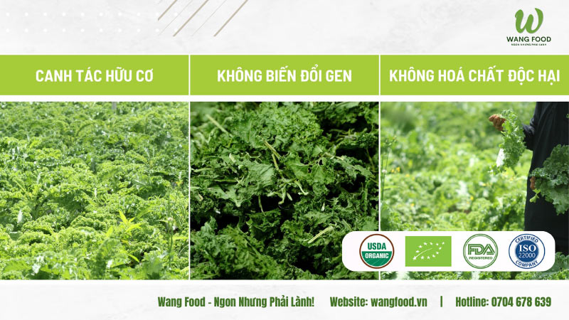 bột rau cải xoăn