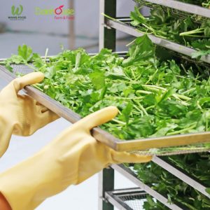 Bột Cần Tây Sấy Lạnh Hữu Cơ - 60G/120G 26 bột cần tây dalahouse